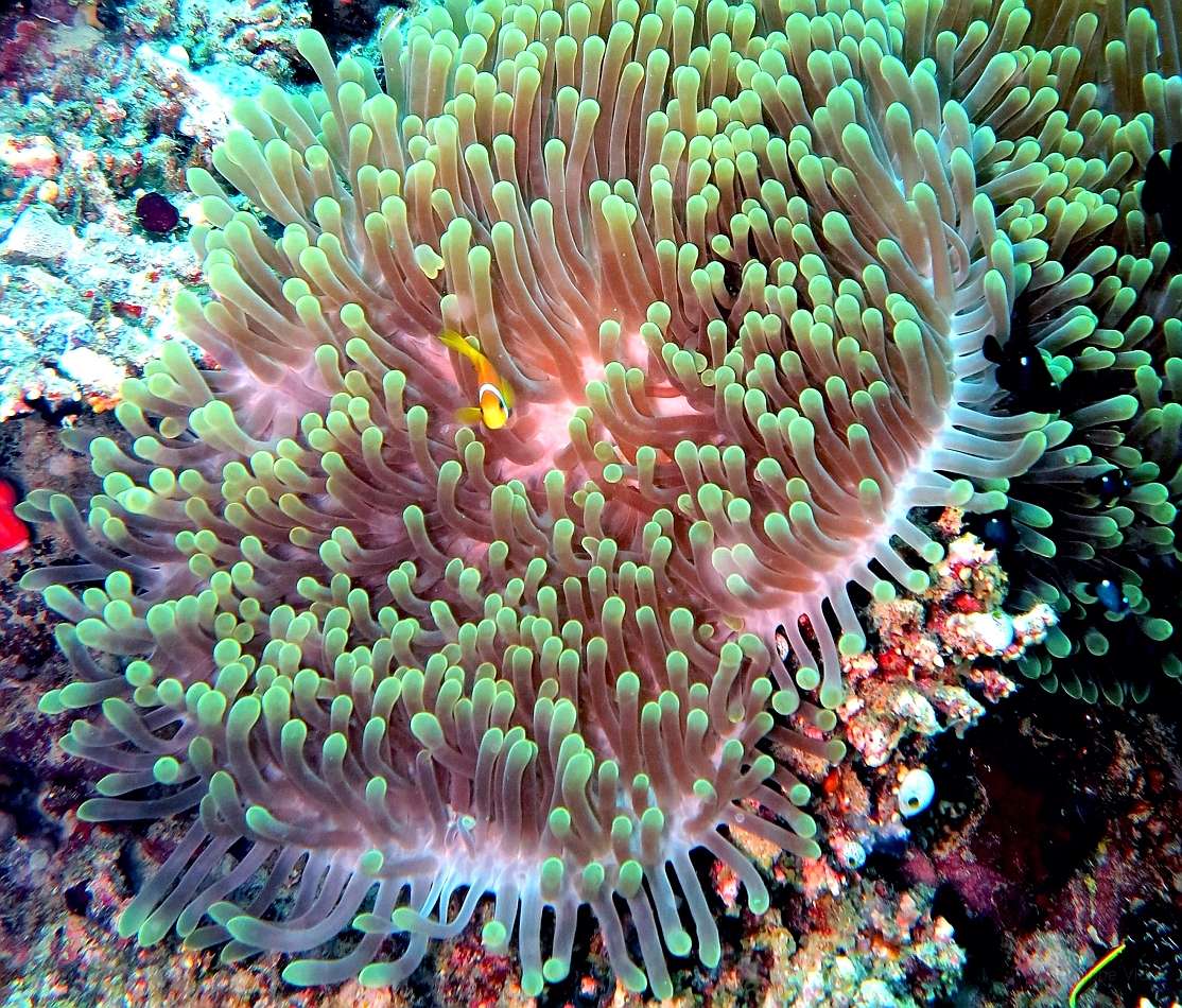 IMG_0885rf_Maldives_Madoogali_Plongee 9_House reef north_Actinie(_Radianthus ritteri.jpg